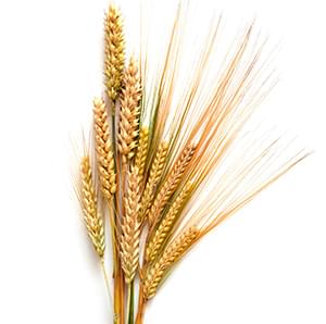 Яровые зерновые ( пшеница, ячмень, овес, просо)