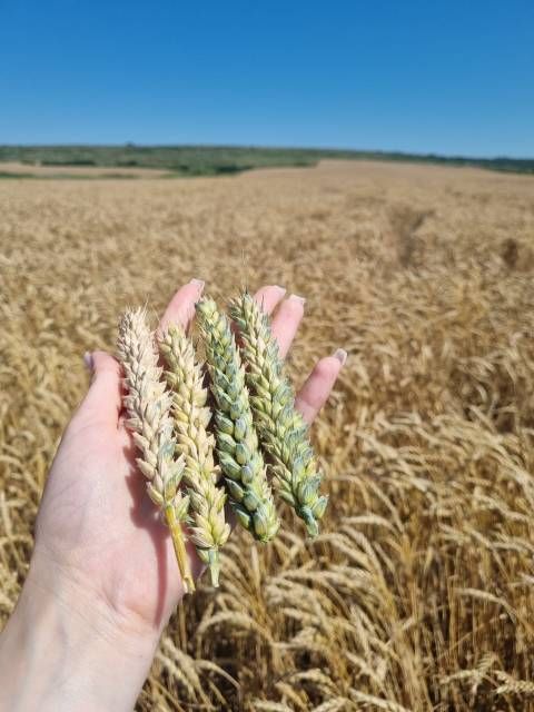 Опыт применения технологии Нодикс на посевах сои и пшеницы в Краснодарском крае (2022 г)